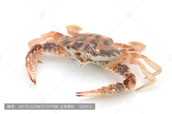 活螃蟹