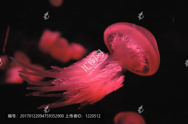 紅色水母