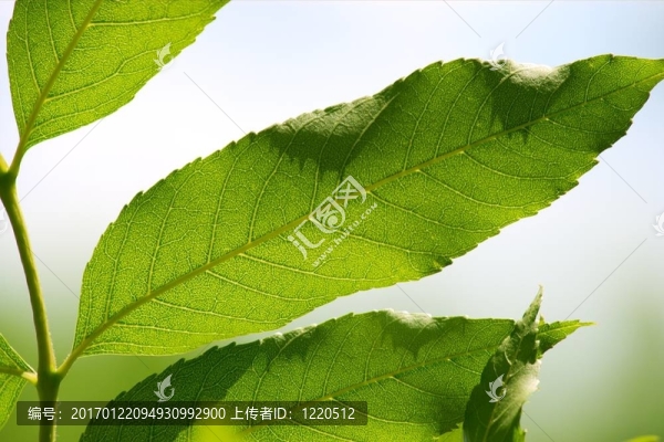 葉