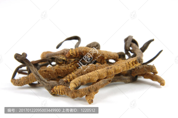Cordyceps（子囊菌屬）