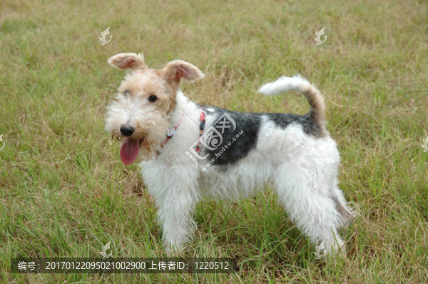 獵狐犬