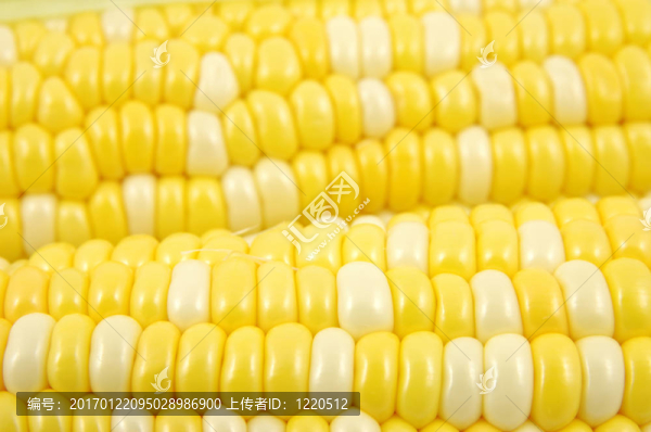 玉米棒子