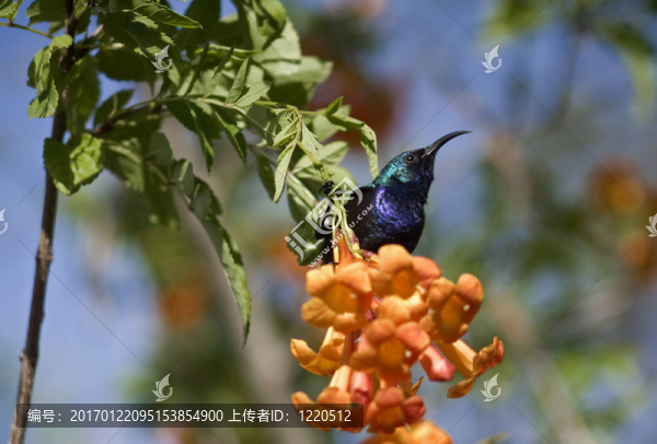 太陽鳥