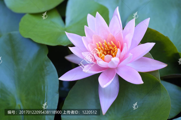 水百合
