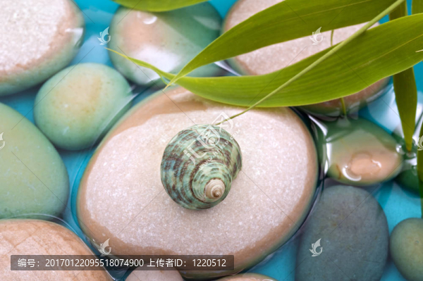 卵石竹水殼