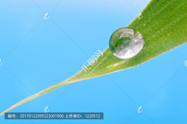 降葉