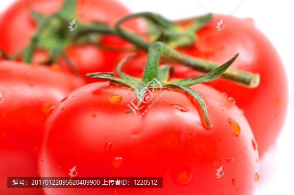 西紅柿