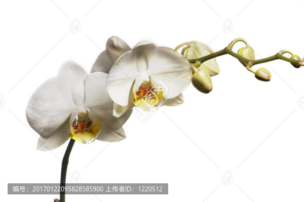 Orchidea