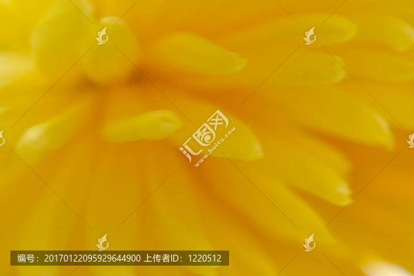 黃色的菊花