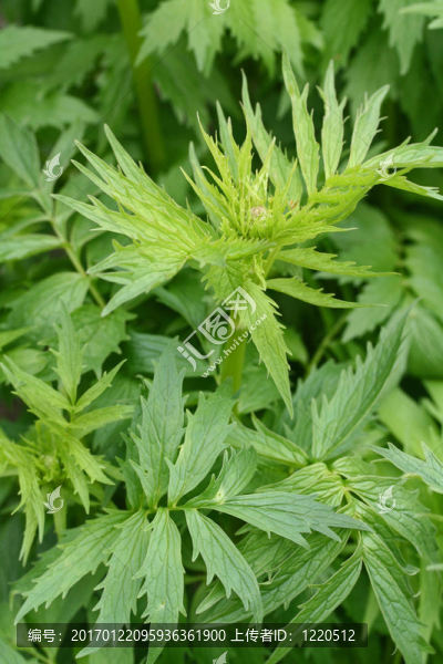 纈草