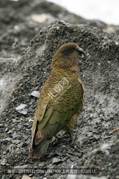 鸚鵡鳥(niǎo)（鸚鵡山）-,Franz,Josef,Glacier；新西蘭