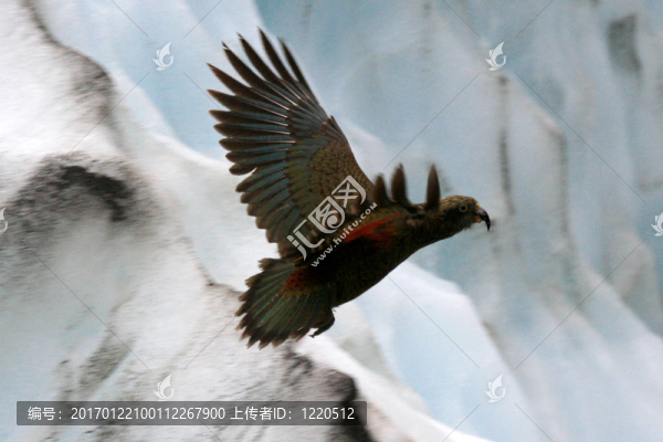 鸚鵡鳥（鸚鵡山）-,Franz,Josef,Glacier；新西蘭
