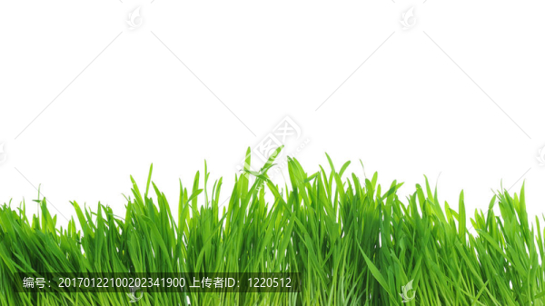 綠色的草
