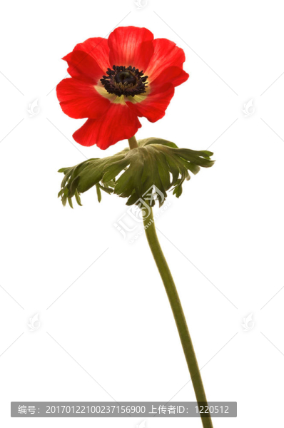 鮮艷的紅色的花