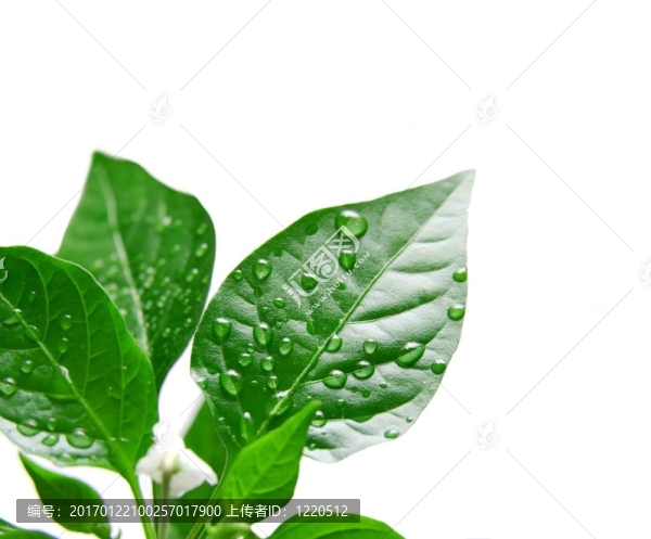 植物