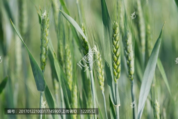 小麥