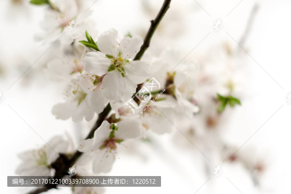 杏花