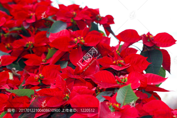 雞蛋花