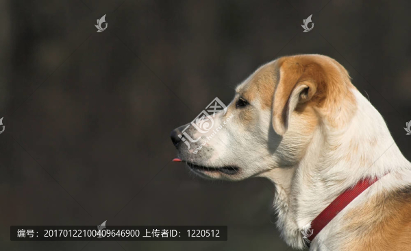 混合的狗的肖像