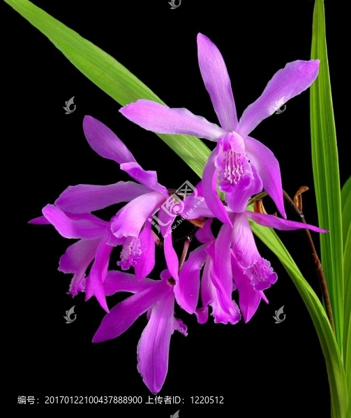 中國(guó)地面蘭花-白芨