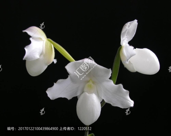 女士s-slipper,-,Paphiopedilum,Ron,Williamson