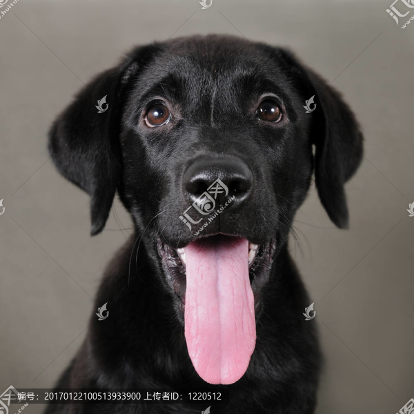 拉布拉多獵犬