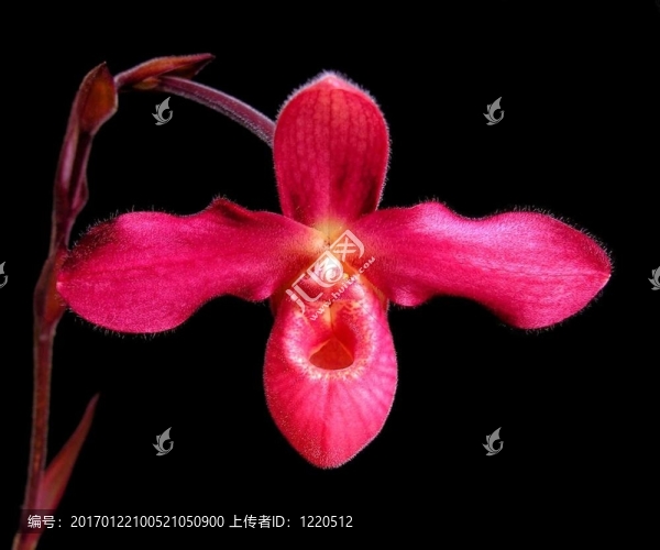 女士s-slipper,-美洲兜蘭屬安第斯火
