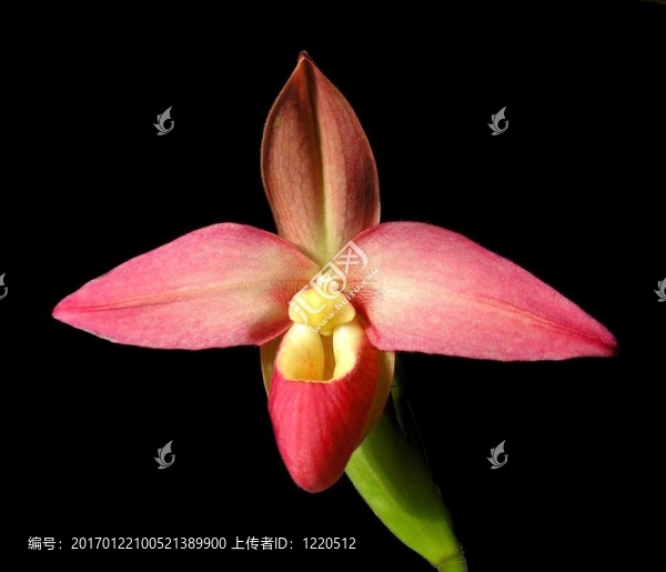 女士s-slipper,-美洲兜蘭屬不溫約翰