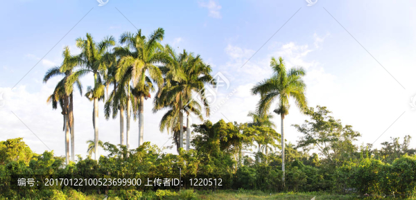 皇家棕櫚樹全景