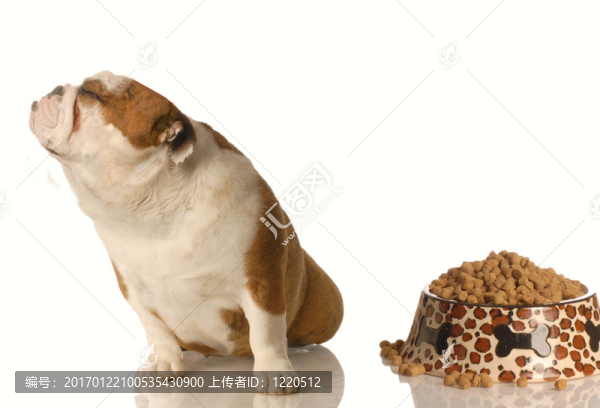 挑剔的狗