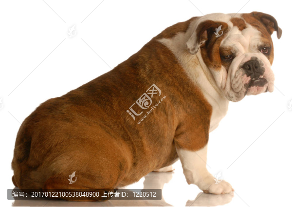 英國斗牛犬