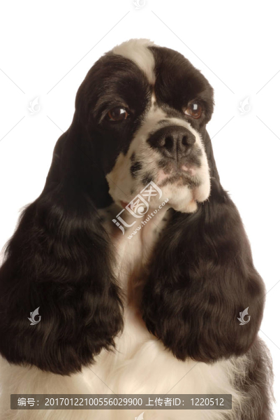 可卡犬的畫像