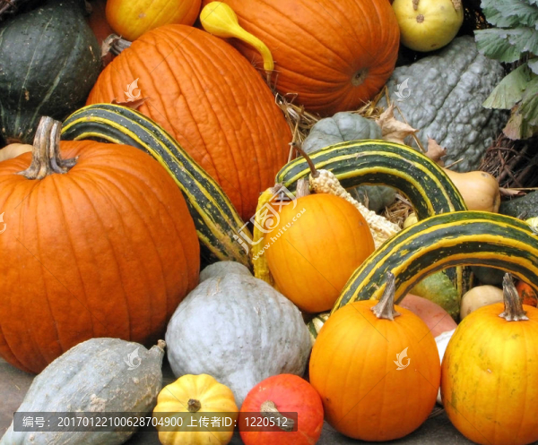 南瓜和南瓜-匯圖網(wǎng) www.fosd68.com 南瓜和南瓜