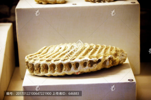 動物牙齒