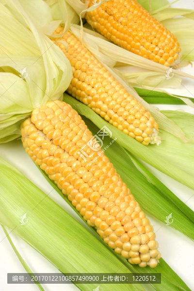 玉米