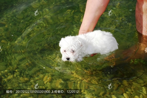 狗學(xué)游泳