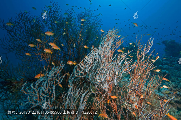 珊瑚；海洋和魚類