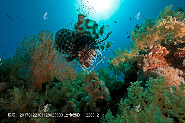 珊瑚；海洋和魚類
