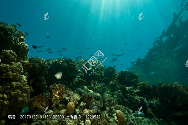 珊瑚；海洋和魚類