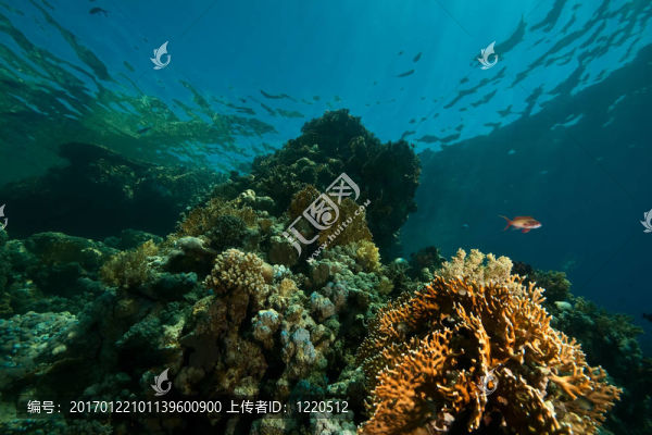 珊瑚；海洋和魚類