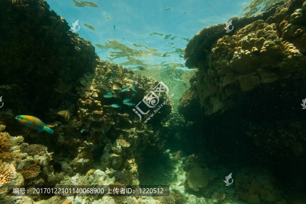 珊瑚；海洋和魚(yú)類
