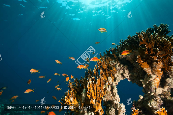 珊瑚；海洋和魚類