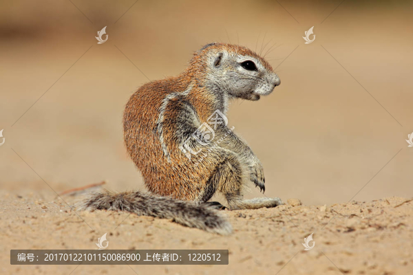 地松鼠