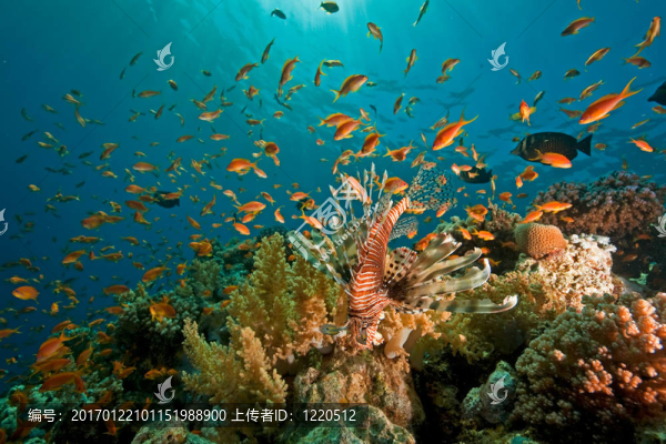 珊瑚；海洋和魚類