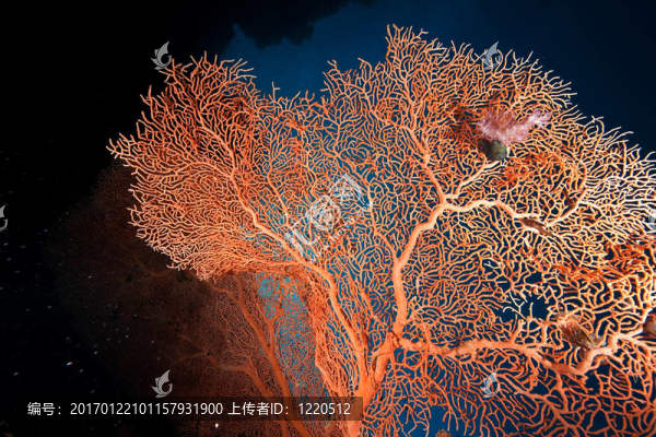 沙鷗；海洋魚類