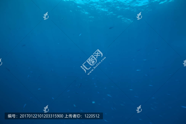 海洋和魚(yú)