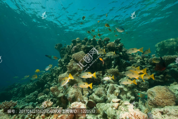 珊瑚；海洋和魚類