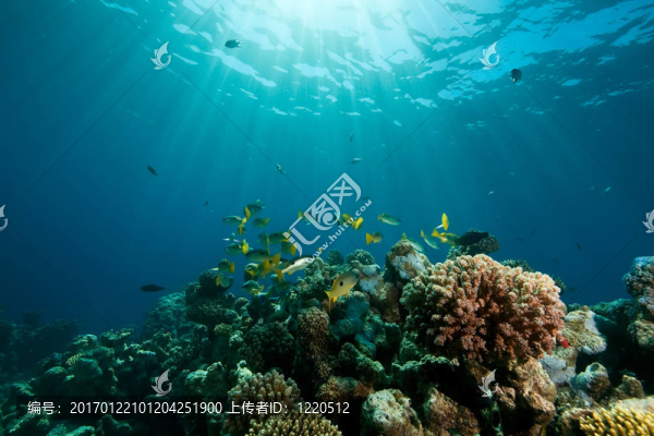 珊瑚；海洋和魚類
