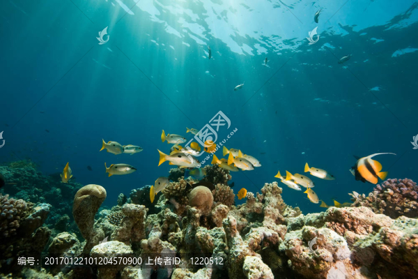 珊瑚；海洋和魚類