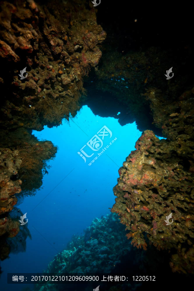 珊瑚；海洋和魚類